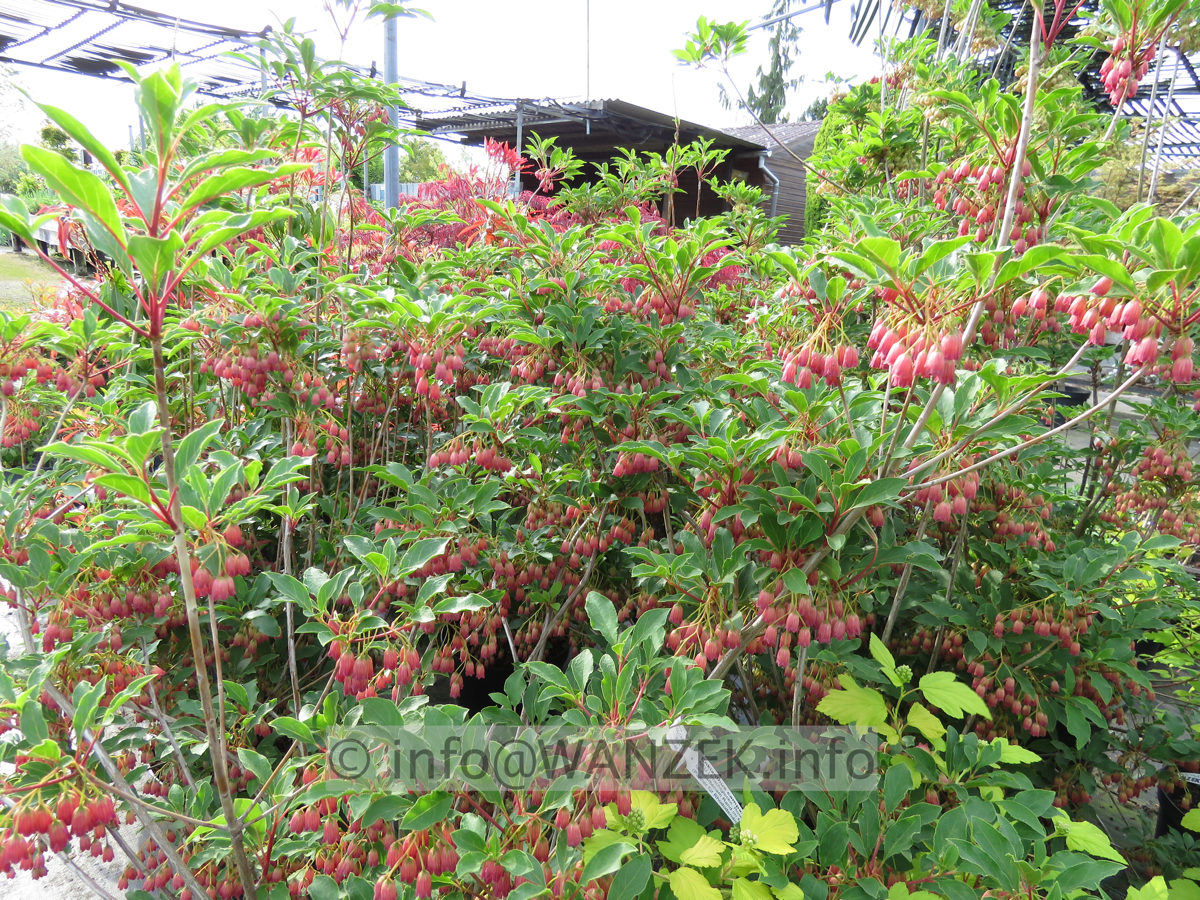 Enkianthus campanulatus Ruby Glow 01.JPG